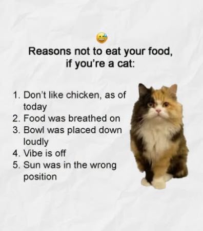 cat dont eat food.jpg